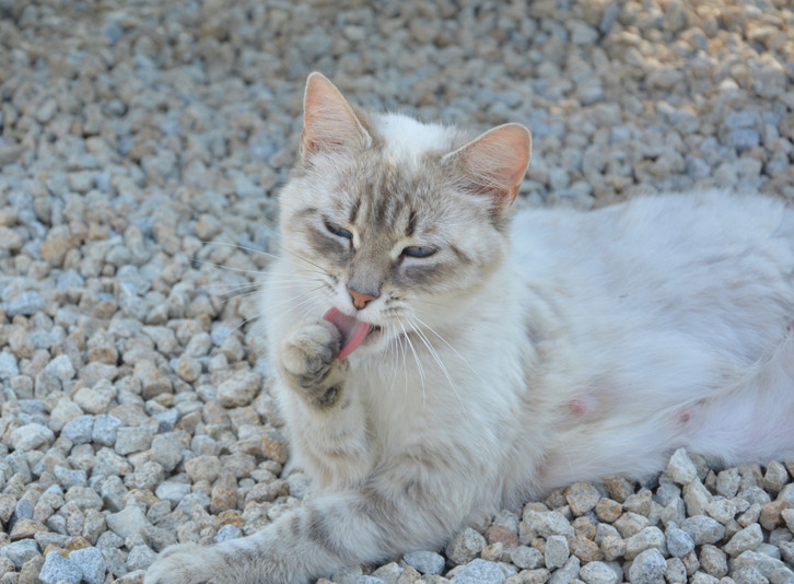 Katzenstreu als Luftentfeuchter: Wie sinnvoll ist dieser Tipp? - Utopia.de