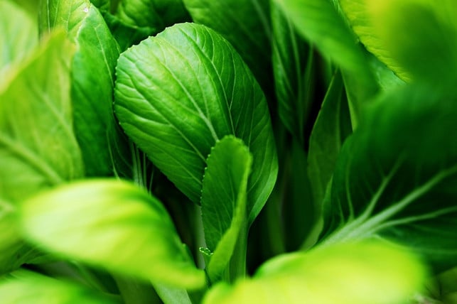 es-sind-die-gruenen-blaetter-die-man-vom-kohl-ernte-cc0-pixabay-ignartonosbg-240227_download Es sind die grünen Blätter, die man vom Kohl ernten möchte. Wenn Pak Choi blüht, ist das daher nicht gern gesehen.