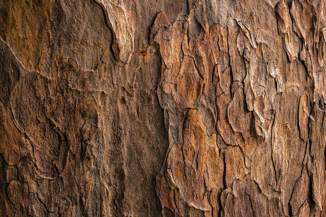 auch-aus-dem-vielseitigen-und-umweltfreundlichen-m-cc0-unsplash-jude-infantini-230824_download Auch aus dem vielseitigen und umweltfreundlichen Material Kork lässt sich Pflanzenleder herstellen.