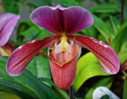 heimische orchideen