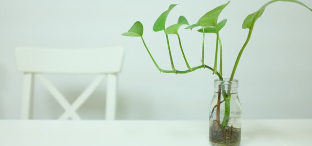 Water Plants