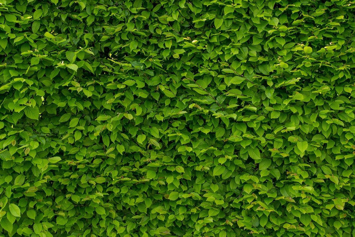 dünger für portugiesischer kirschlorbeer Kirschlorbeerdünger flüssig - Perfekter Dünger main image 1