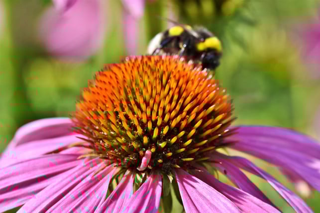 der-scheinsonnenhut-oder-igelkopf-ist-eine-bienenw-cc0--pixabay--ralphs_fotos-250512_download Der Scheinsonnenhut oder Igelkopf ist eine Bienenweide.