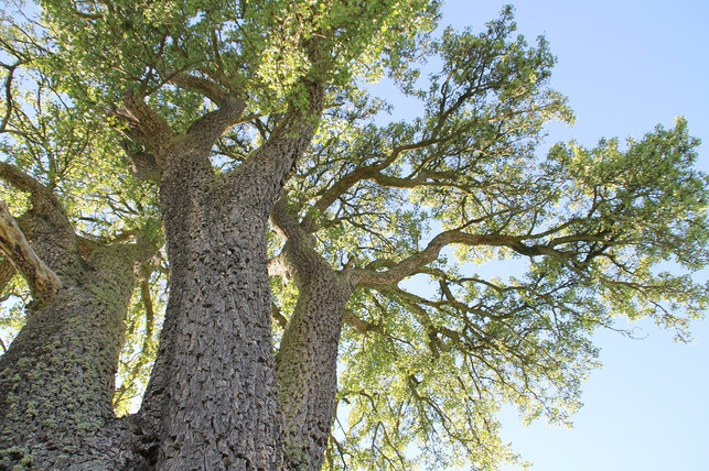 alternativ-zu-ebenholz-eignet-sich-zum-beispiel-da-cc0-pixabay-baumlyriker-200417_download Alternativ zu Ebenholz eignet sich zum Beispiel das Holz eines Birnbaums.