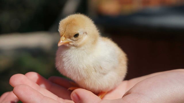 Tierschutz: Diese Aktion kann wirklich etwas erreichen – jetzt mitmachen Ein kleines, flauschiges Küken mit gelb-beigem Gefieder sitzt auf einer offenen Hand. Das Küken blickt leicht nach unten, und die Hand hält es behutsam. Der Hintergrund ist unscharf.