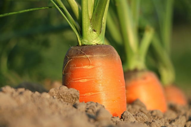 ob-aus-eu-oder-nicht-eu-landwirtschaft-achte-auf-cc0-pixabay-klimkin-240115_download Ob aus EU- oder Nicht-EU-Landwirtschaft: Achte auf Bio-Siegel.