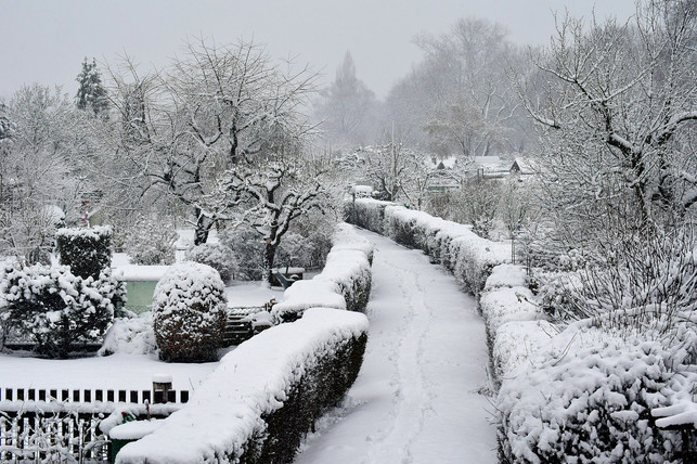 im-winter-den-buchsbaum-von-schnee-befreien-cc0-pixabay-ulleo-180417_download Im Winter den Buchsbaum von Schnee befreien