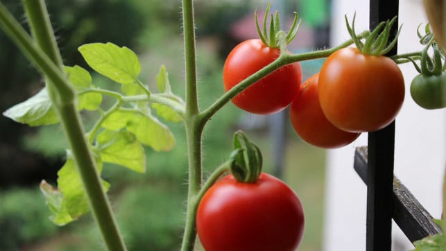 11 Tipps für BioGärtnern auf dem Balkon