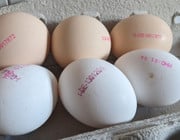 Eiercode: Was steht auf dem Ei und woher kommt mein Ei?