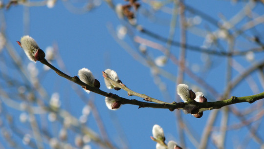 palmkaetzchen-cc0-pixabay-finy-180216 Palmkätzchen