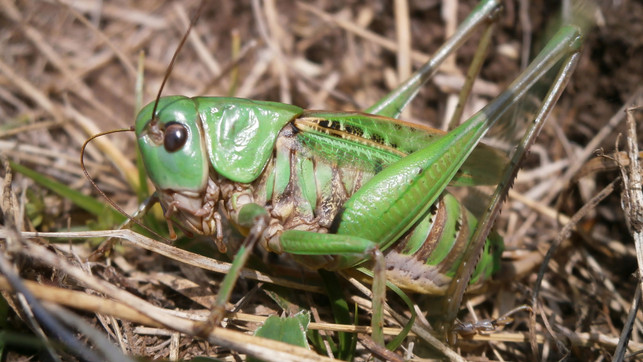 Insekt des Jahres 2026: Von diesem Tier haben sich Menschen früher absichtlich beißen lassen Grashüpfer in Nahaufnahme auf trockenem Gras, mit grünem Körper, langen Antennen und detaillierten Flügeln.