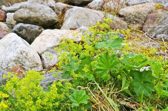 Lady's mantle also grows in the garden,