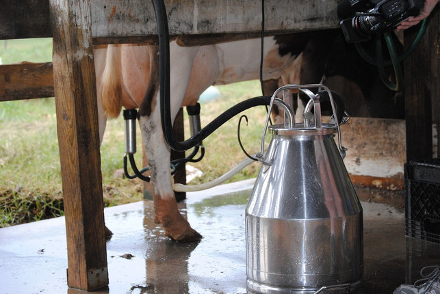listerien-sind-oft-in-rohmilch-und-rohmilchprodukt-cc0-pixabay-teachingfarmer-190902_download Listerien sind oft in Rohmilch und Rohmilchprodukten enthalten.