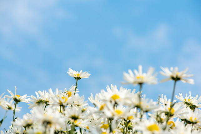 aus-den-knospen-von-gaenserbluemchen-kannst-du-einen-cc0-unsplash-linh-pham-250404_download Aus den Knospen von Gänserblümchen kannst du einen Kapern-Ersatz herstellen..