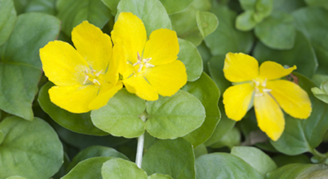 Pfennigkraut: Wildkräuter bestimmen und sammeln im Herbst Pfennigkraut: Wildkräuter bestimmen und sammeln im Herbst