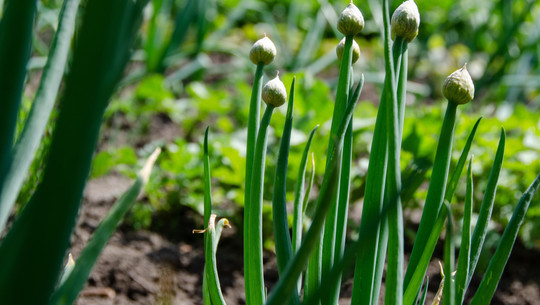 etagenzwiebeln-cc0--pixabay--kathas_fotos-250817 etagenzwiebeln