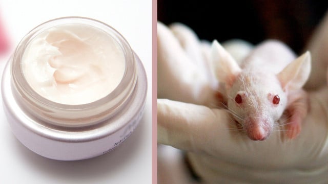kosmetik-ohne-tierversuche-erkennen-cc0-pb-stux_tiburi_210208-1280x720 Kosmetik ohne Tierversuche erkennen