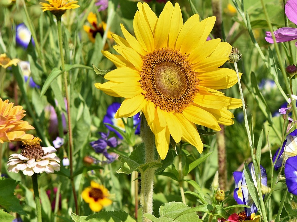 Schnittblumengarten anpflanzen: Diese Blumen eignen sich - Utopia.de