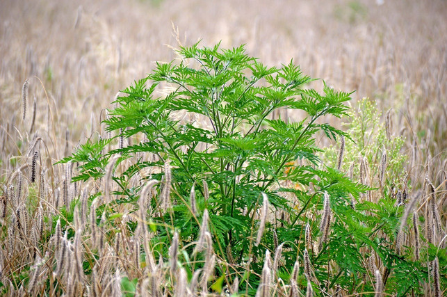 A ragweed allergy can be prevented by limiting the spread of the plant.