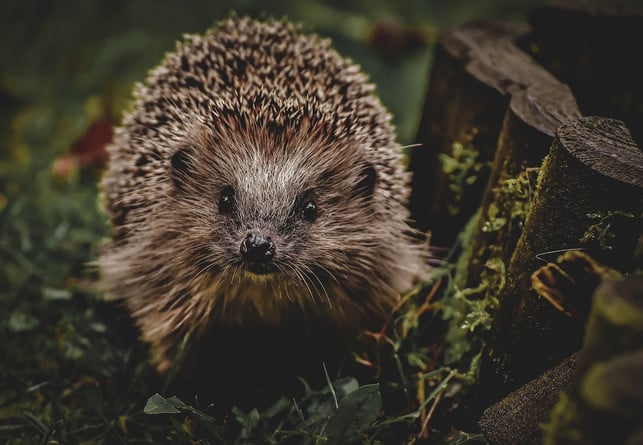 igel-zu-fuettern-ist-meistens-keine-gute-idee-cc0-pixabay-alexas_fotos-241015_download Igel zu füttern ist meistens keine gute Idee.