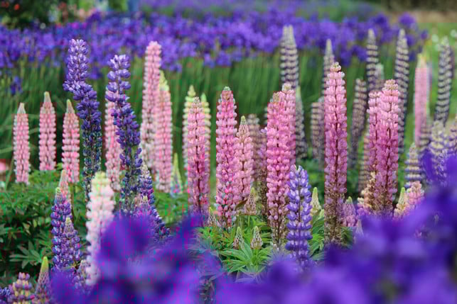 lupinen-sehen-nicht-nur-schoen-aus-die-samen-von-s-cc0-pixabay-kiyu_01-250317_download Lupinen sehen nicht nur schön aus, die Samen von Süßlupinen ergeben eine wertvolle Eiweißquelle.