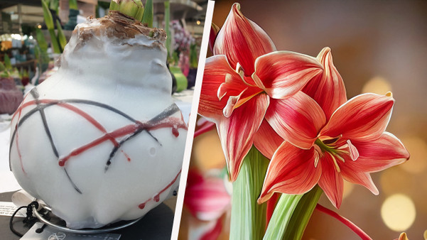 Amaryllis pflegen: Alles zu Standort, Dngen und Gieen - Utopia.de