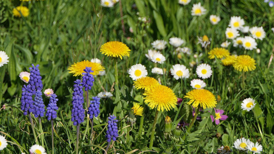 rasen-alternativen-pb Rasenalternativen sparen Wasser, brauchen weniger Pflege und bieten Insekten wertvollen Lebensraum.