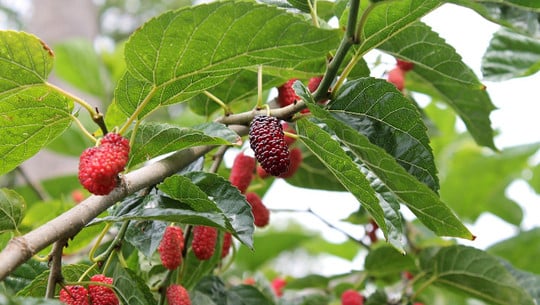 maulbeeren-cc0-pixabay-tortic84-230627 Maulbeeren