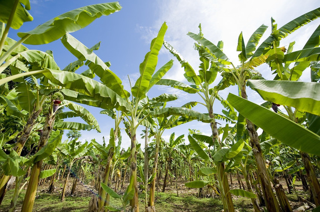 die-arbeitsbedingungen-auf-den-bananen-plantagen-s-cc0-pixabay-4665562-190214_download Die Arbeitsbedingungen auf den Bananen-Plantagen sind zum großen Teil sehr schlecht.