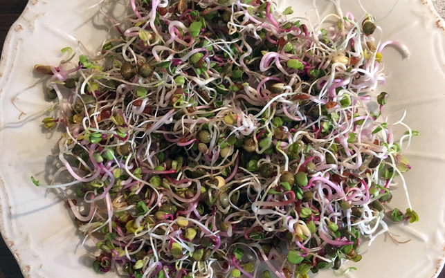 sprossen-ziehen-u-teller-161107-1280x800 Sprossen ziehen: so einfach gelingt es zu Hause