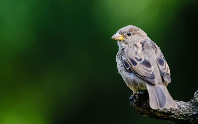 spatz wald spatz wald