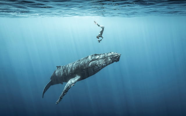 Ocean-Photography-Award-Sebastien-Pontizeau-051021-128ßx800px Wal und Mensch