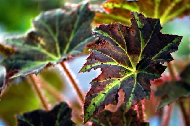 begonien-im-garten-solltest-du-zur-vorbereitung-sp-cc0-pixabay-ignartonosbg-231028_download Begonien im Garten solltest du zur Vorbereitung sparsamer gießen.