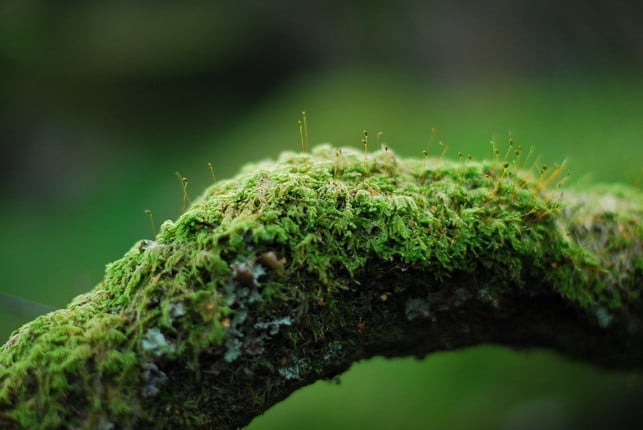 moos-kann-einfach-gezuechtet-beziehungsweise-vermeh-cc0-pixabay-grahamwallis-200920_download Moos kannst du leicht züchten und vermehren.