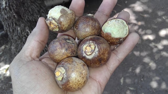 macauba-cc0-pixabay-samucajor-200213-1 Macauba