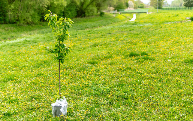 Triodos-Greenwashing-erkennen-george-bakos-unsplash-1280x800px Nachhaltig anlegen , mehr als Bäume pflanzen, Greenwashing