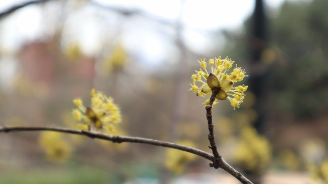 die-kornelkirsche-gehoert-zu-den-hartriegeln-cc0-pixabay-consoletk-200730_download Die Kornelkirsche gehört zu den Hartriegeln.