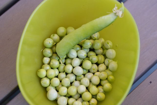 um-erbsen-zu-kochen-kannst-du-sie-auch-in-die-mik-cc0-pixabay-efraimstochter-190626_download Um Erbsen zu kochen, kannst du sie auch in die Mikrowelle geben.