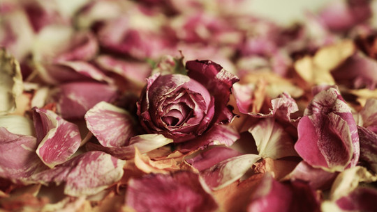 rosenblaetter-essen-cc0-pixabay-congerdesign-210923 Rosenblätter essen