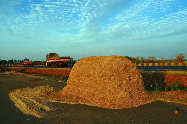 bagasse-faellt-bei-der-zuckerherstellung-als-nebenp-cc0-pixabay-sarangib-201027_download Bagasse fällt bei der Zuckerherstellung als Nebenprodukt an.