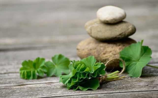 You can make lady's mantle tea from fresh or dried leaves.