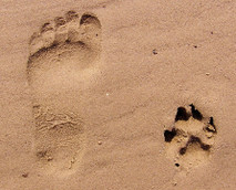 Ökologischer Fußabdruck: Aus diesen Faktoren setzt er sich zusammen