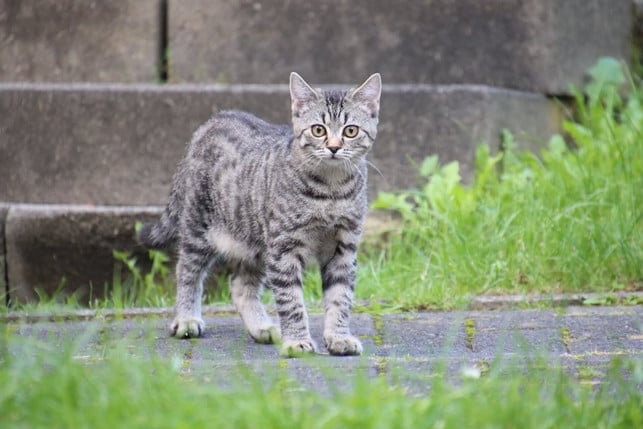 katzen-reagieren-wenn-du-ihren-namen-rufst-cc0--pixabay--dominikrh-251004_download Katzen reagieren, wenn du ihren Namen rufst.