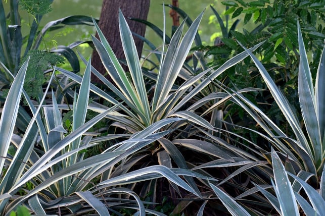 yucca-palmen-bilden-viele-ableger-die-zu-zur-verm-cc0-pixabay-sandeephanda-201129_download Yucca-Palmen bilden viele Ableger, die zu zur Vermehrung verwenden kannst.