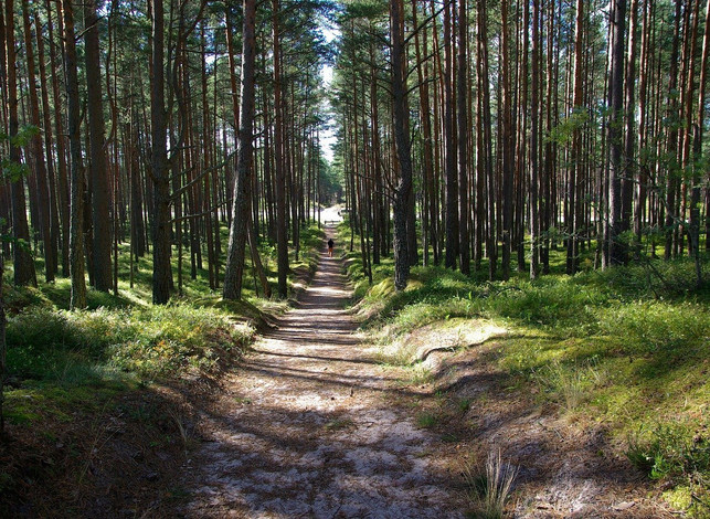 gruenlinge-wachsen-in-sandigen-kieferwaeldern-cc0-pixabay-jackmac34-201126_download Grünlinge wachsen in sandigen Kieferwäldern.