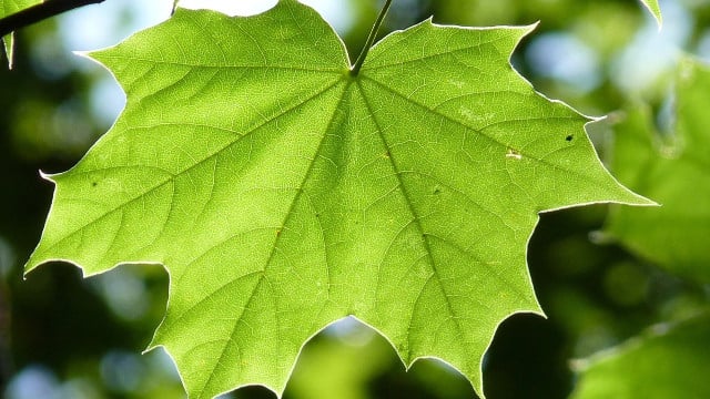 sonnenbrand-bei-pflanzen-cc0-pixabay-sweetaholic-200729 Sonnenbrand bei Pflanzen