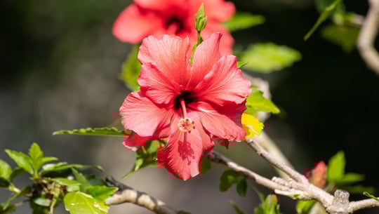 hibiskus-ueberwintern-cc0-pixabay-minka2507-191011 hibiskus überwintern