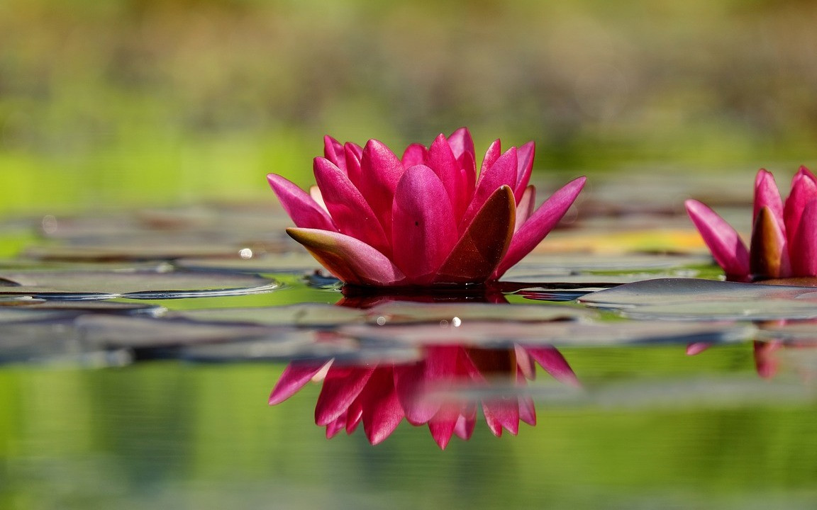 Seerose: Pflanzen, Pflegen und Wissenswertes - Utopia.de