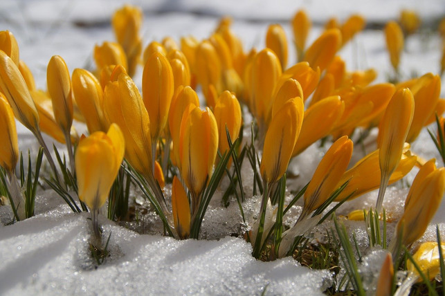 Krokusse pflanzen Darauf musst du bei dem Frühblüher achten Utopia.de