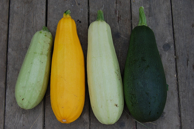 zucchinis-in-verschiedenen-farben-machen-das-ofeng-cc0-pixabay-alex80-191002_download Zucchinis in verschiedenen Farben machen das Ofengemüse bunt.